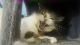 Cat hissing for 60 seconds (Caprice's Diary, 8/11/2025)