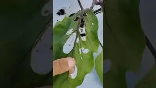 largata t&aacute; atacando