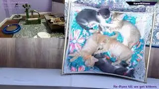 Just Kitten Around ReRuns- Relax while watching foster kittens sleep, play and grow up!