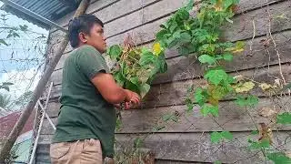 Harvesting Green and Red Beans