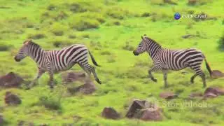 while the zebra have white and black line in his body