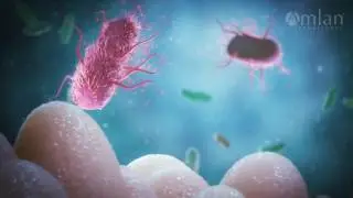 Amlan International (English): Introduction to Intestinal Health