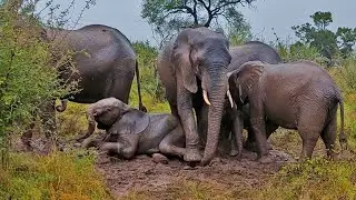 Elephants Enjoy a Mud Bath in the Rain