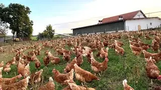 Free Range Chicken Farming | Feeding 4000 Native Chickens