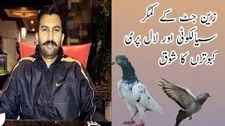 Zain jutt K Sialkoti Kabootar | Unique And Rare Pigeon Breeds