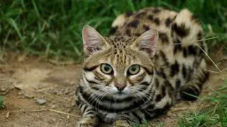 Black-Footed Cat | Loving Creatures |