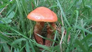Документальный фильм о грибах Suillus