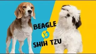 Beagle vs Shih Tzu &ndash; Which is Better for You? Full Comparison And Breed Info.