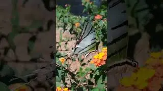 Graphium Antiphates. #PanamaesVerde #mariposas
