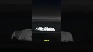 Lions hunt at night to benefit from cooler temperatures and better cover #PredatorVsPrey