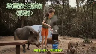 尊重野生動物 ~ 野豬 | 郊野的營地可能會有野豬出沒 | 野豬一家人出來散步 | 千萬不要餵野豬 | 未吃的食物放入密封的容器裡面保存