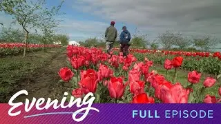 Skagit Valley's U-Pick tulips and the Gig Harbor scratchboard artist - KING 5 Evening | Full Episode