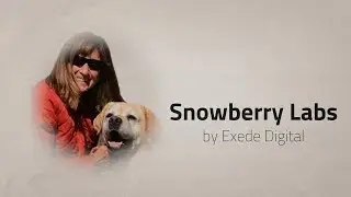 WordPress website for Colorado Lab breeder | Snowberry Labradors