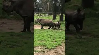 This adorable baby rhino at the Dubbo zoo