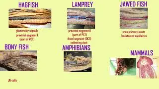 evolution of nephrons
