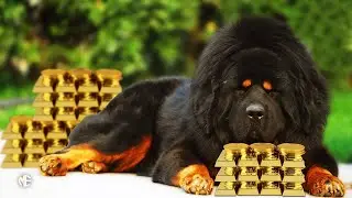 Most Expensive Dog In The World 2021