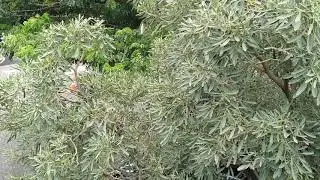 Pohon hias bunga kuning di pinggir jalan