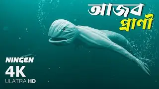 The Ningen || সমুদ্রের গভীরে আজব প্রাণীর সন্ধান || bissoy prithibe