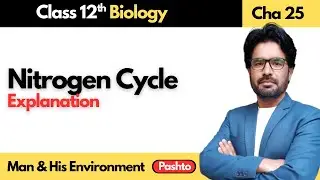Nitrogen Cycle | Class 12th Biology | Man & his environment