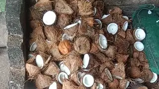 congkel kelapa