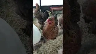 #жизнь #природа #chicken #курица #love #счастье