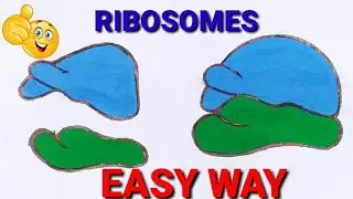 how to draw ribosomes | how to draw diagram of ribosomes | how to draw structure of ribosomes