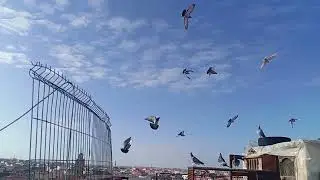 Racing pigeons 😍#racingpigeon #racing #الحمام #الحمام_الزاجل  #pigeon 