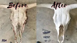 Cleaning a bull skull | How to whiten a Skull | How to clean a skull | Bull Skull cleaning