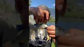 #fishing #perch #persico #spinning