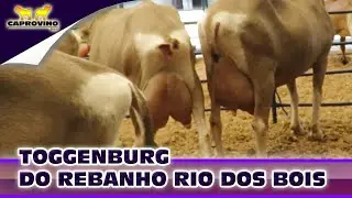 TOGGENBURG  DO REBANHO RIO DOS BOIS FAZENDA MULUNGÚ