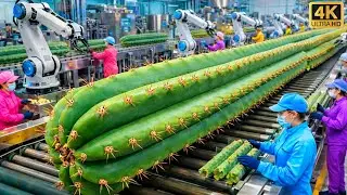Inside a $10 Million Cactus Factory &mdash; How Thorny Plants Become Clean Food at Insane Speeds
