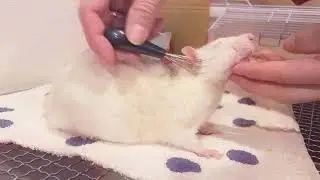 ファンシーラットのグルーミング