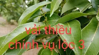 Vải thiều chính vụ khi nào hết tiết hoa và cần làm gì trước khi muộn 