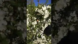Spring morning
