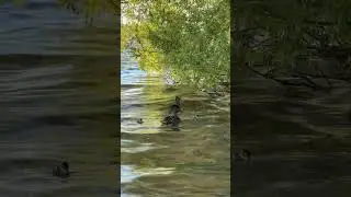 The Most Heartwarming Duck Story Ever: #shorts #ducklings #love #family
