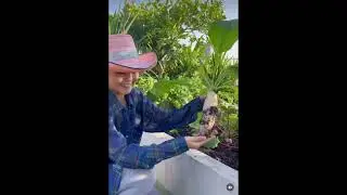 Bangkok Sky Garden #shorts  #pearypie#pearyskygarden#garden#vegetable #menu #food#FCpeary