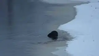 Бобер попался