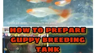 How to prepare a guppy breeding tank + fish updates