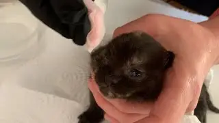 Gözü Mikrop Kapan Kedi Nasıl Tedavi Edilir I Yavru Kedi Göz Enfeksiyonu ve İltihabı Nasıl Temizlenir