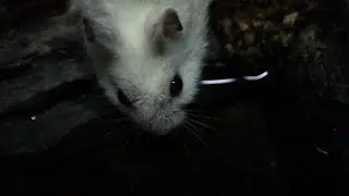 The most perfect Hamster drinking pond water video