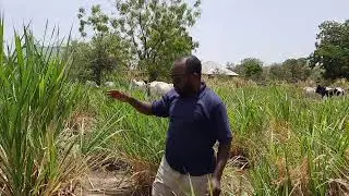 yadda ake amfani da Napier grass wajen kiwon shanu