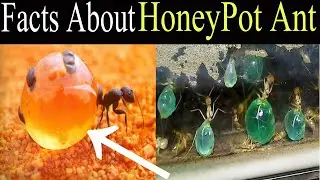 Facts About Honeypot Ant |Shorts.