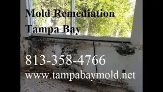 Mold Remediation St Petersburg FL 727-877-1011 TampaBayMold.net