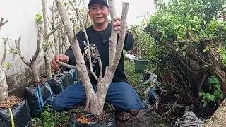 Review bahan nota ringan dikantong ADM+6287865533169#pecintabonsai 