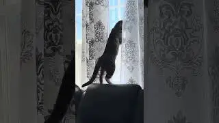 snow watching lolz #cat #catlover #pet #kittenjoy #babykitten #catlover #cute #kittey #misthi }