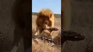 Lion Attacks Python Eating a Deer! 😱🦁🐍🦌