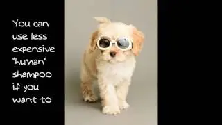 Dog grooming questions and answers
