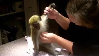 KING KONG GREEN GUENON MONKEY GETS GROOMED FOR BUGS 1