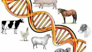 AGB Practical | Quantitative genetics and Genetic parameters | Heritability estimation |Session 3