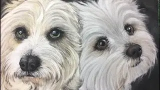 Speed paint White fur Maltese dog portraits in pastel pencils, Nu and Pan Pastels on pastelmat paper